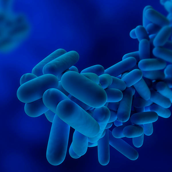 Imatge del bacteri de la legionel·la